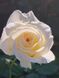 Роза плетистая Шнивальцер / Rose Schneewalzer 31844 фото 1