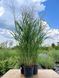 Просо прутоподібне Скво / Panicum virgatum Squaw 24546 фото 2