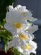 Азалия гибридная Шнееголд / Azalea Schneegold 23265 фото 1