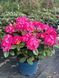 Рододендрон гибридный Германия / Rhododendron hybrid Germania 33301 фото 3