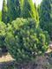 Сосна гірська Ліліпут / Pinus mugo Liliput 31510 фото 2