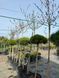 Верба тонкоствольная Маунт Асо / Salix gracilistyla Mount Aco 27611 фото 1