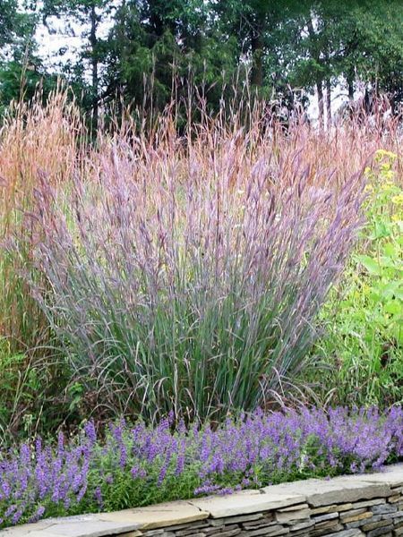 Бородач / Andropogon 17324 фото