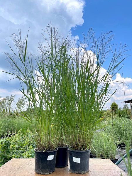 Просо прутоподібне Стриктум / Panicum virgatum Strictum 17344 фото