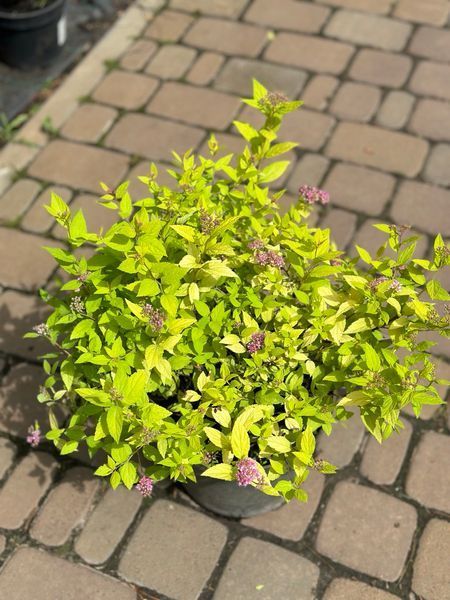 Спірея японська Голден Принцес / Spiraea japonica Golden Princess 28057 фото