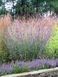 Бородач / Andropogon 17324 фото 2