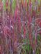 Бородач / Andropogon 17324 фото 1
