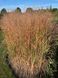 Просо прутоподібне Стриктум / Panicum virgatum Strictum 17344 фото 1