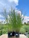 Просо прутоподібне Стриктум / Panicum virgatum Strictum 17344 фото 2