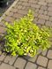 Спірея японська Голден Принцес / Spiraea japonica Golden Princess 28057 фото 2