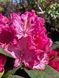 Рододендрон гибридный Германия / Rhododendron hybrid Germania 33301 фото 1