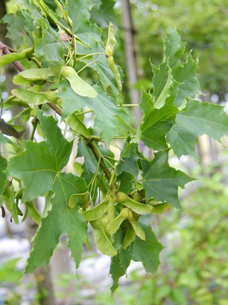 Клен остролистный Эмералд Куин / Acer platanoides Emerald Queen 27117 фото