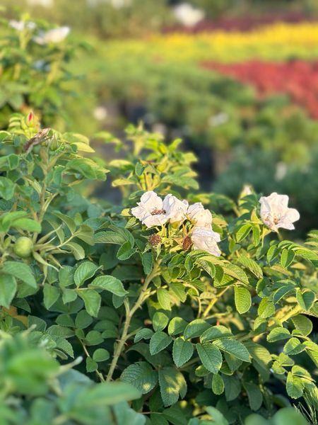 Троянда Ругоза / Rosa Rugosa 28092 фото