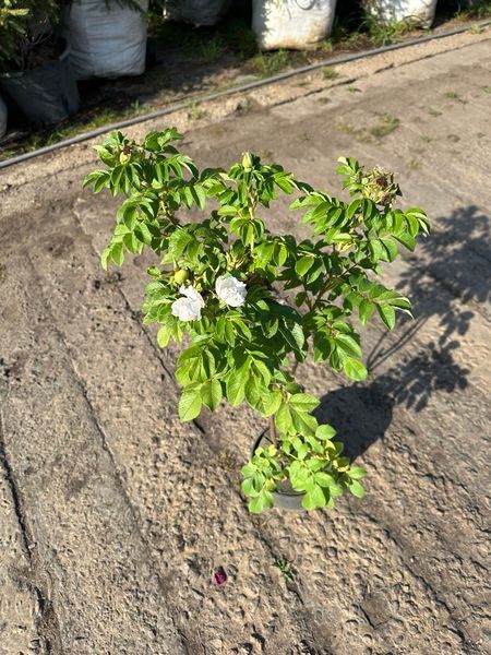 Троянда Ругоза / Rosa Rugosa 28092 фото