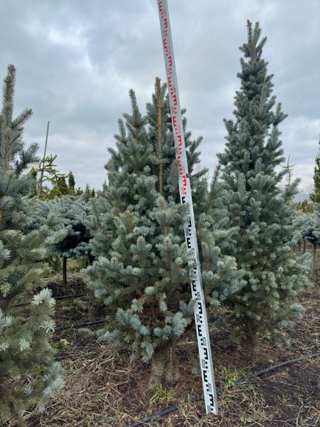 Ель колючая Изели Фастигиата новогодняя / Picea pungens Iseli Fastigiate 33095 фото