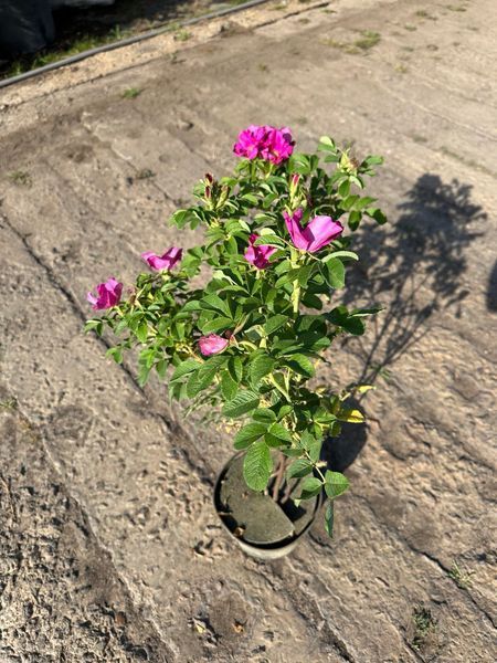 Троянда Ругоза / Rosa Rugosa 28092 фото