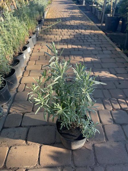 Лаванда вузьколиста Вера / Lavendula officinalis Vera 27039 фото