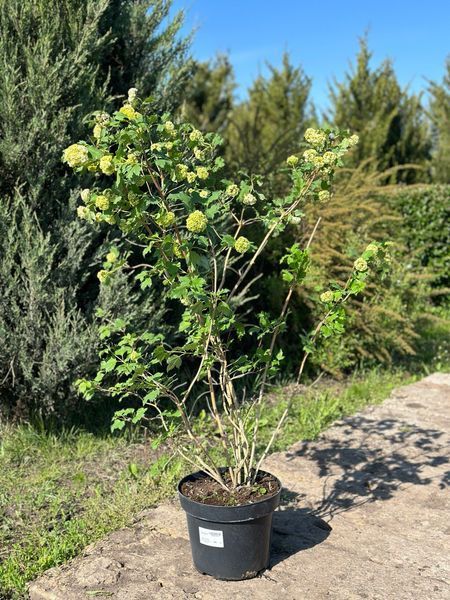 Калина звичайна Розеум / Viburnum opulus Roseum 29227 фото