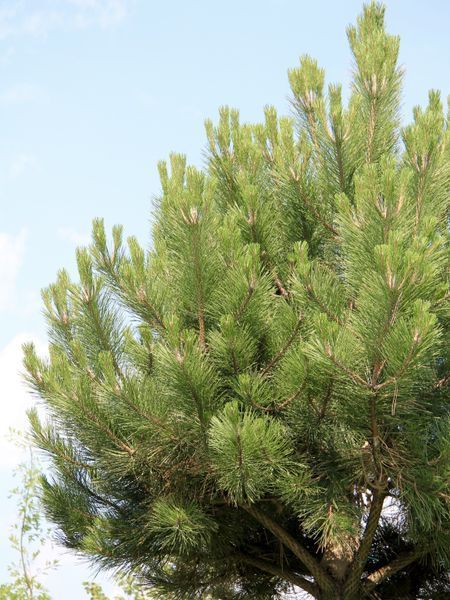 Сосна чёрная Нигра / Pinus nigra Nigra 17563 фото