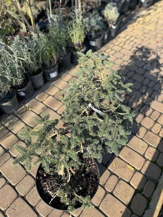 Ялиця кефалінійська Meйерс Дварф / Abies cephalonica Meyer`s Dwarf