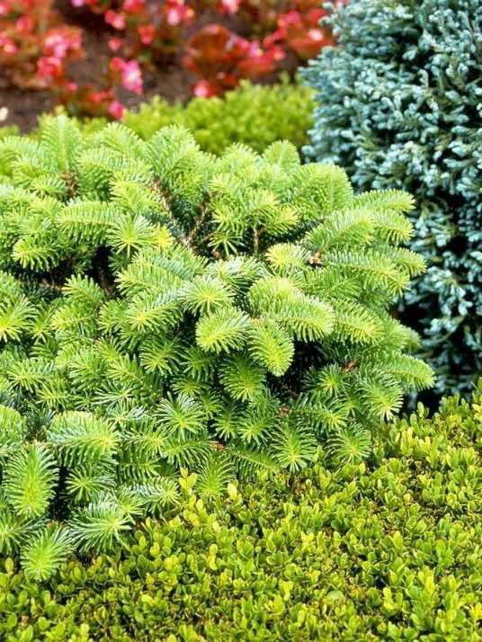 Ялиця кефалінійська Meйерс Дварф / Abies cephalonica Meyer`s Dwarf