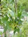 Клен остролистный Эмералд Куин / Acer platanoides Emerald Queen 27117 фото 3