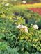 Троянда Ругоза / Rosa Rugosa 28092 фото 2