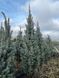 Ель колючая Изели Фастигиата новогодняя / Picea pungens Iseli Fastigiate 33095 фото 1