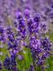 Лаванда вузьколиста Вера / Lavendula officinalis Vera 27039 фото 1