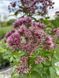 Посконник пурпурный Ред Дварф / Eupatorium purpureum Red Dwarf 24547 фото 1