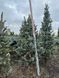 Ель колючая Изели Фастигиата новогодняя / Picea pungens Iseli Fastigiate 33095 фото 2