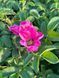 Троянда Ругоза / Rosa Rugosa 28092 фото 1