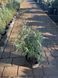 Лаванда вузьколиста Вера / Lavendula officinalis Vera 27039 фото 2