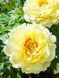 Півонія ITOH Бартзелла / Paeonia Itoh Bartzella 30927 фото 1