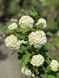 Калина звичайна Розеум / Viburnum opulus Roseum 29227 фото 1