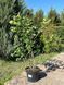 Калина звичайна Розеум / Viburnum opulus Roseum 29227 фото 2