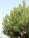 Сосна чёрная Нигра / Pinus nigra Nigra 17563 фото 2