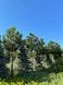 Сосна чёрная Нигра / Pinus nigra Nigra 17563 фото 1
