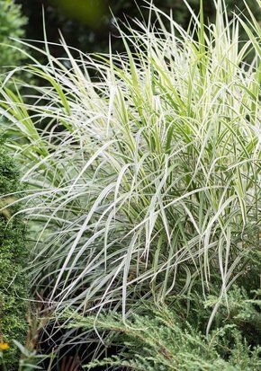 Міскантус китайський Варієгатус / Miscanthus sinensis Variegatus 35246 фото