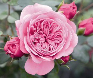 Роза плетистая Старлет Роуз Eва / Rose Eva Starlet Rose 34991 фото
