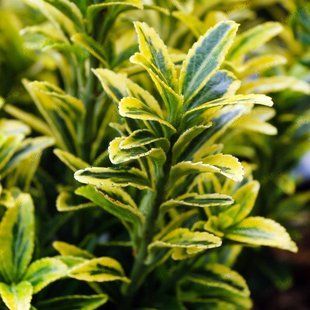 Бересклет японский Микрофиллус Ауреовариегатус / Euonymus japonicus Microphyllus Aureovar 35053 фото