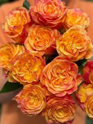 Троянда шраб Ньюс Флеш / Rose News Flash 35487 фото