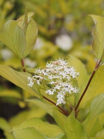 Дерен белый Ауреа / Cornus alba Aurea 15498 фото