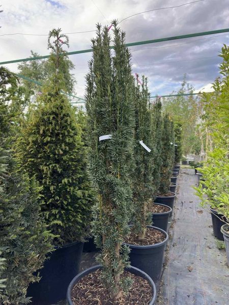 Тис ягідний Фастігіата Робуста / Taxus baccata Fastigiata Robusta 30776 фото