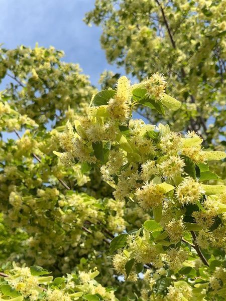 Липа дрібнолиста видова / Tilia cordata 33942 фото