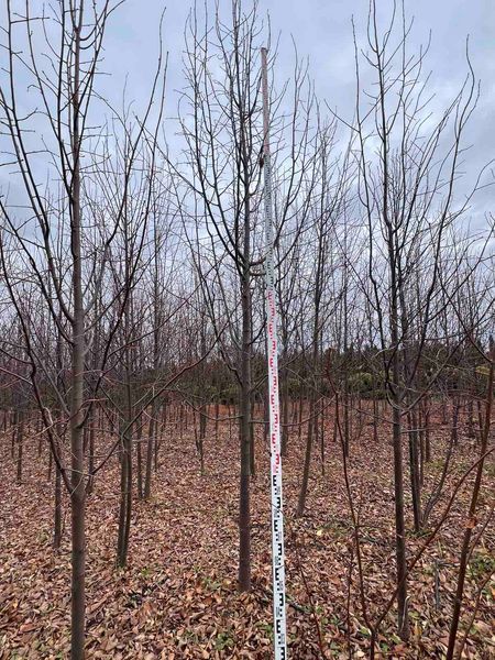 Липа дрібнолиста видова / Tilia cordata 33942 фото