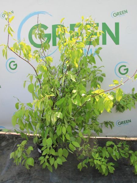 Дерен белый Ауреа / Cornus alba Aurea 15498 фото