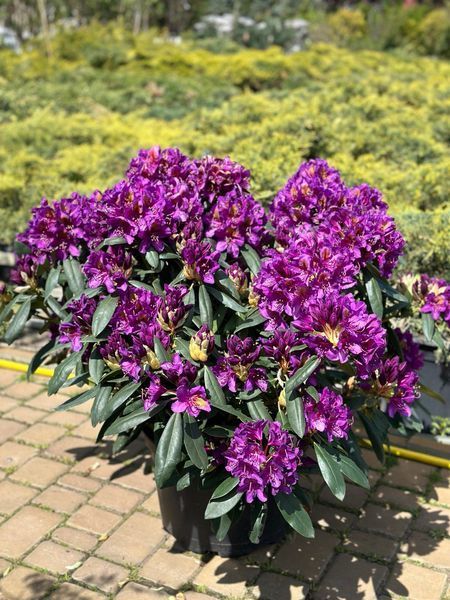 Рододендрон гибридный Марсель Менард / Rhododendron hybrid Marcel Menard 33308 фото