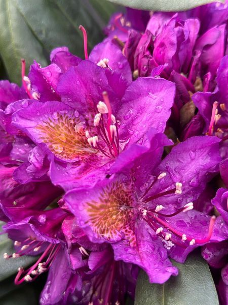 Рододендрон гибридный Марсель Менард / Rhododendron hybrid Marcel Menard 33308 фото