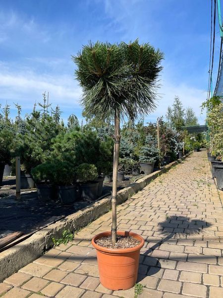 Сосна черная Брепо / Pinus nigra Brepo 27878 фото